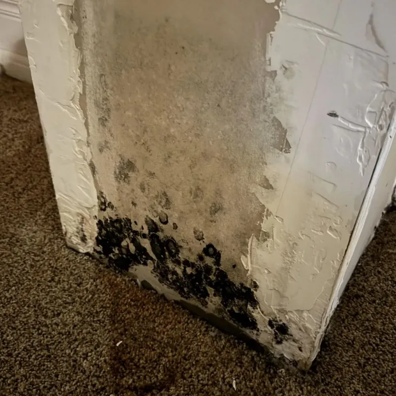 Professional Mold Removal in Tacoma, WA